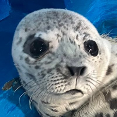 だいのみくすさんのプロフィール画像