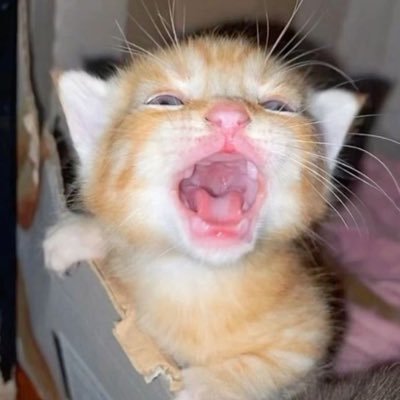 drakeilish's profile picture. 