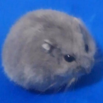 青きりんさんのプロフィール画像