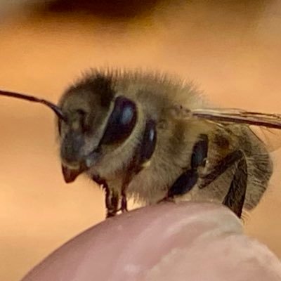 花に集まるミツバチや色んなハナバチを撮るのが趣味のオヤジです。飼い蜂修行中でもあります。山の中で田んぼと畑も少々いじってます。花に集う蜂が好きな方と繋がりたいです。写真はすべてスマホで撮ってます📱