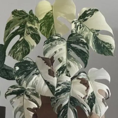 그림구독계さんのプロフィール画像