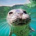 ꒰ daily aquatic lovelies ༚.° (@aqualuvsuotd) Twitter profile photo ꒰ daily aquatic lovelies ༚.° (@aqualuvsuotd) Twitter profile photo