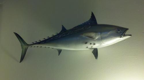 casnorf's profile picture. 