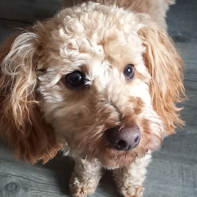 AliceLabai59067's profile picture. 