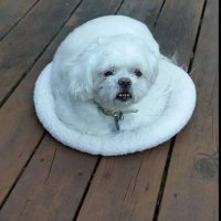 C K Johanson (@cskremsky) 's Twitter Profile