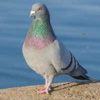 Pigeon de louis (@pigeondelouis90) 's Twitter Profile