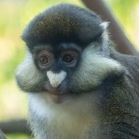MOSET (@kekirwa) 's Twitter Profile Photo