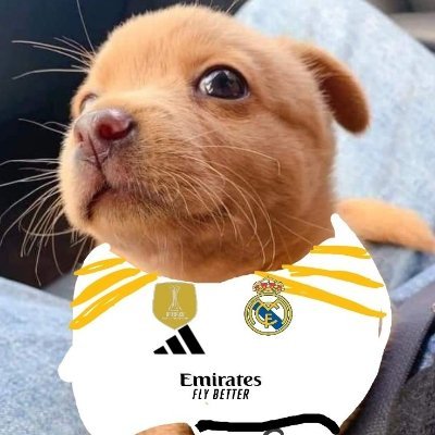GGiada145's profile picture. ------------------------
OG 2015 Splatoon player.
Hala Madrid !!
🇮🇹
------------------------