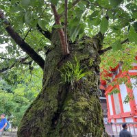 オガサワラ (@ur28787) Twitter profile photo