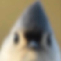 Racoon Dog (@racoon_dogg) 's Twitter Profile