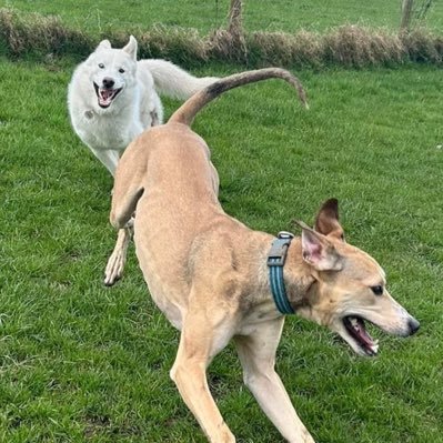 Chris Greenhalgh Profile