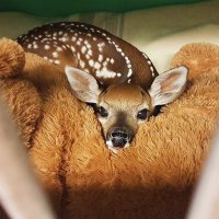 Bambi (@bambi1212121212) 's Twitter Profile