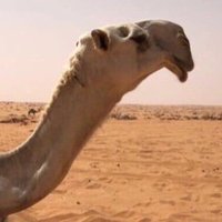 ุนููุจููุฏุงููู ุงูููุนูู
ููุฑูู (@xt_s1) 's Twitter Profile Photo ุนููุจููุฏุงููู ุงูููุนูู
ููุฑูู (@xt_s1) 's Twitter Profile Photo