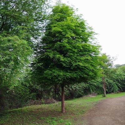 ॐ सर्वे भवन्तु सुखिनः।
सर्वे सन्तु निरामयाः।
सर्वे भद्राणि पश्यन्तु।
मा कश्चित् दुःख भाग्भवेत्॥
ॐ शान्तिः शान्तिः शान्तिः॥
