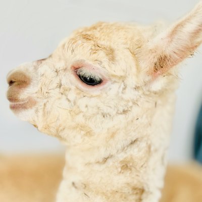 アルパカの赤ちゃんをお迎えした一般家庭🦙 世界一あまやかされてるアルパカをめざして、一生懸命おせわに奮闘中🦙 ファンアートは『#モコ画』って付けて呟いてくれると嬉しいな☺️
