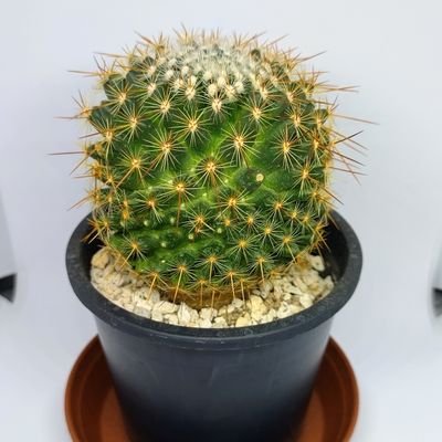 サボテンです(´◡` )♩