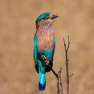 RashmiMalik0625's profile picture. 