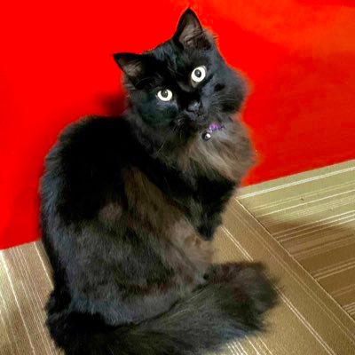 nagare911's profile picture. 日常と宝塚歌劇、猫とバイクとレザークラフトが時々。 乳がんサバイバー。 観劇は全組観る派。 永遠のご贔屓は壮一帆さん。 月城かなとさん応援してます。ノゾミストでもある。 現役生では侑輝大弥君と奈央麗斗君がすごく気になってます。