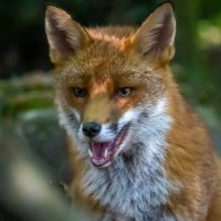 John L Fox V (@foxlifevisuals) 's Twitter Profile Photo John L Fox V (@foxlifevisuals) 's Twitter Profile Photo
