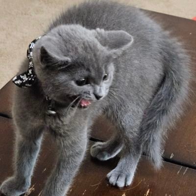 Madametrogdor's profile picture. Also known as Madame, Trogs, or just trogdor.

She/her/they