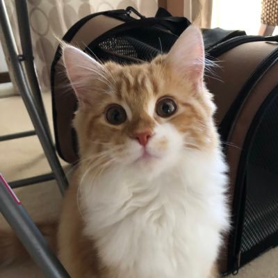ko_5ro's profile picture. 