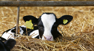 VetsForRoseVeal's profile picture. Vets passionate about promoting welfare friendly rose veal production in the UK. A viable alternative to shooting dairy bull calves at birth. Eat Rose!