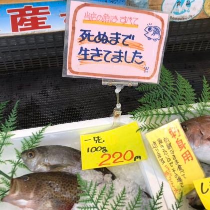 nn576pp's profile picture. 🐉、🟩⛏️