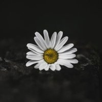 S.S.GOHIL (@ssgohilrajpara) 's Twitter Profile