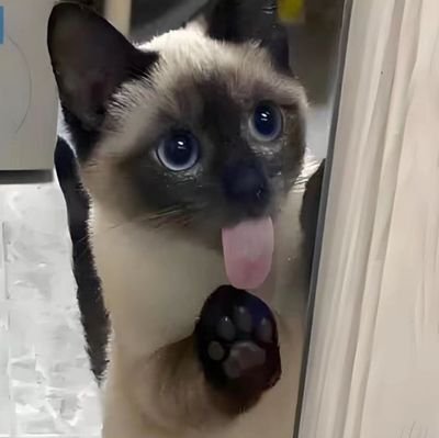 tianzhongchich1's profile picture. 泥嚎！覆面重度依赖，多和我交朋友谢谢啦
