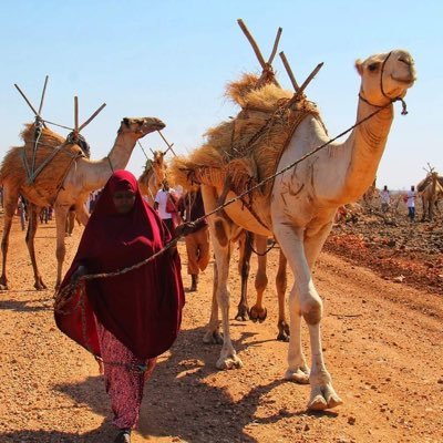 naitubulu's profile picture. A Community Based Organization Working to end all forms of Violence,Poverty, Inequality &Conflict in Marginalized Communities in Northern Kenya.