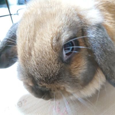 Bztousagitorun's profile picture. うさぎ愛爆発中。B'z、TM好き。本好き。猫好き。ゆるランと仕事とLIVEを楽しみに生きてる。