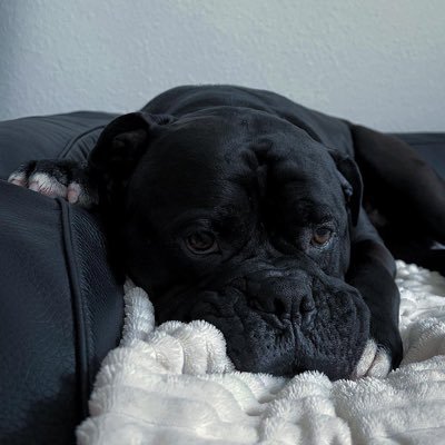 davidanselem14's profile picture. PEACE ☮️