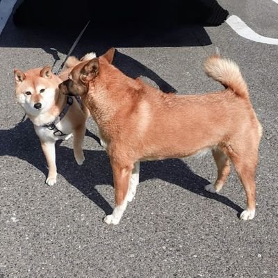 子供二人中学生🌜🌜
柴犬と音楽が好き🌷
夕飯作りながらキッチンでエビス🍺が日課。
元中学受験用に作ったアカ。
スマホ変えたら本アカログイン出来なくなったので、こちらを活用🫧💙