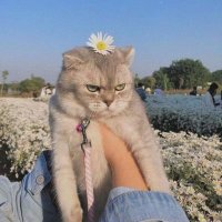 Mami MJ (@moowiz_fb) 's Twitter Profile