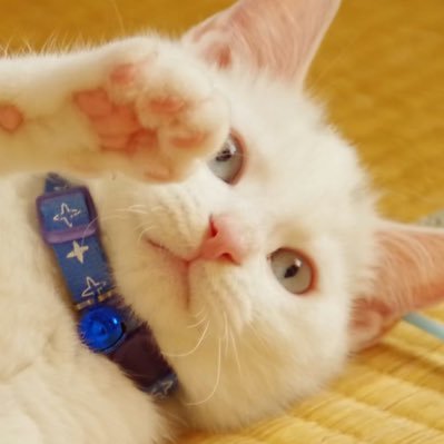 TIkTokで見つけた癒しの動画をどんどんシェアしていきます!
癒されて今日も頑張っていきましょう♪
