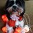 k9carryall's profile image