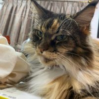 中村 (@nakamura_cccl) 's Twitter Profile