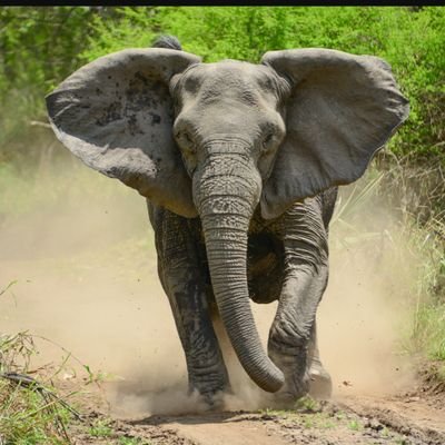 bkawu's profile picture. 