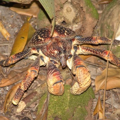 30coconutcrabs's profile picture. 🦀come outside🦀ran by @2leuko4cyte 🦀inspired by @WWaltuhh 🦀