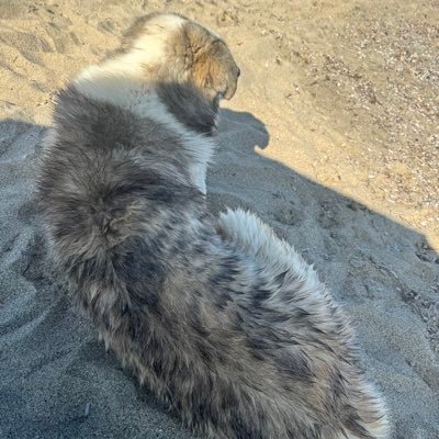 Fastanaki's profile image