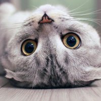 axel (@magoraballs) 's Twitter Profile Photo axel (@magoraballs) 's Twitter Profile Photo