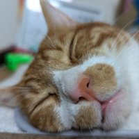 ささ (@ssk_mayu) 's Twitter Profile Photo