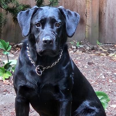 MAGA Conservative, Catholic, Pro-life, married to same beautiful Irish gal since '76. 6 conservative children, 7 grands. Lawyer. My black lab is Trumper!