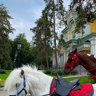 abood_alqutaibi's profile picture. إذا المرءُ لا يرعاكَ إلا تكلّفا' 🇵🇸