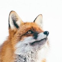 Raposão do Ártico 🦊 (@raposaodoartico) 's Twitter Profile Photo Raposão do Ártico 🦊 (@raposaodoartico) 's Twitter Profile Photo