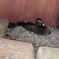 Richard Hughes (@richard66952083) 's Twitter Profile