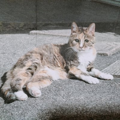 tianzhongy63071's profile picture. 