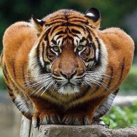 M-Town (@memphis10essee) 's Twitter Profile