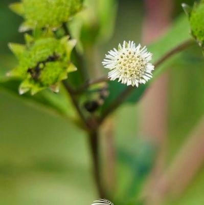 MrWhite09864041's profile picture. Software Engineer | Debugging Code & Life | Exploring AI & Algorithms | Passionate About Problem-Solving & System Design.