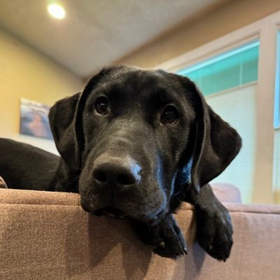 Here for the dogs, also sports, politics, and some pop culture. but DOGS! #UglyDogs She/Her. Devoted staff to Dot, Enzo and the late great Mozzie 🌈 😇
